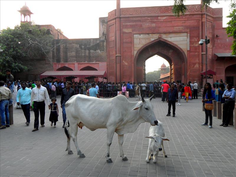 White sacred cows by Eastern Gate of Taj Mahal.