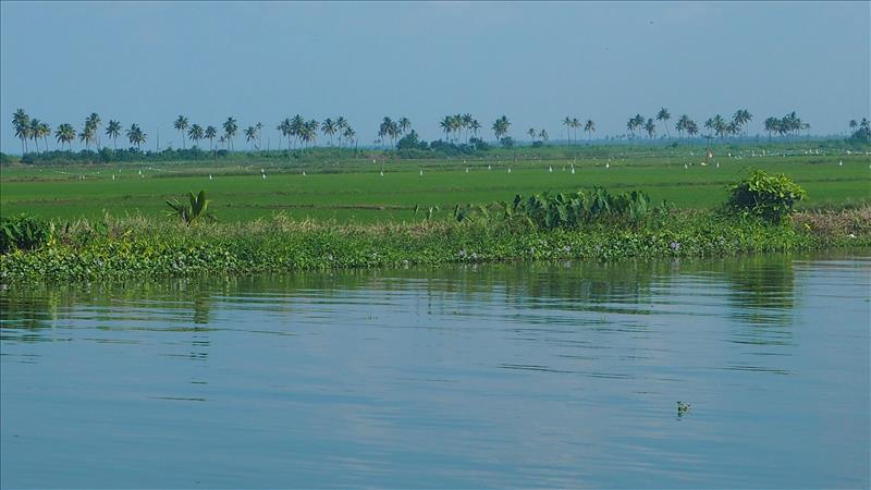 alleppey-rice-fields-vembanad-lagoon-kerala-india