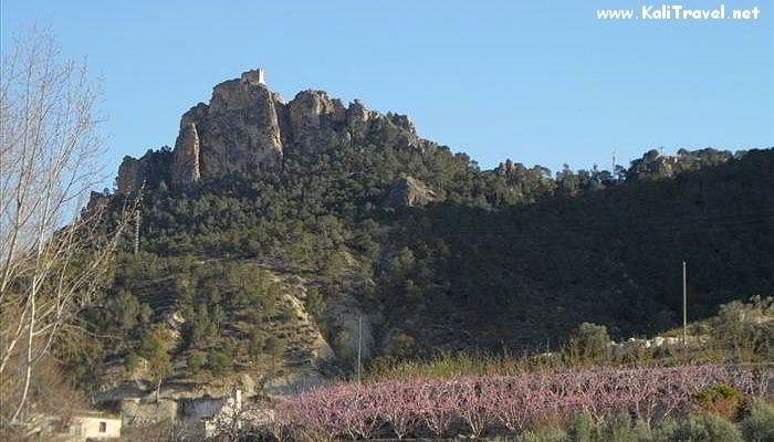 Peach trees blossoming pink in the valley with mountains in the distance.