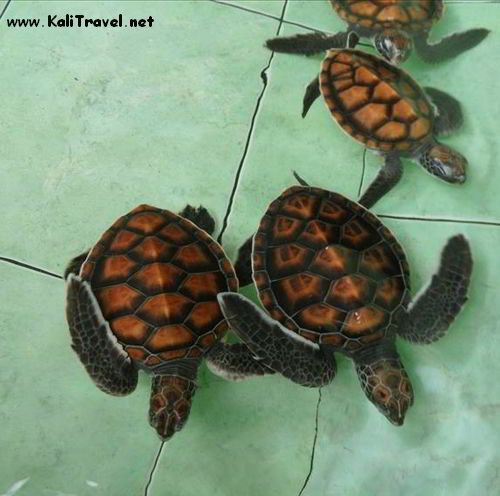 baby_turtles_gili_meno_lombok_indonesia