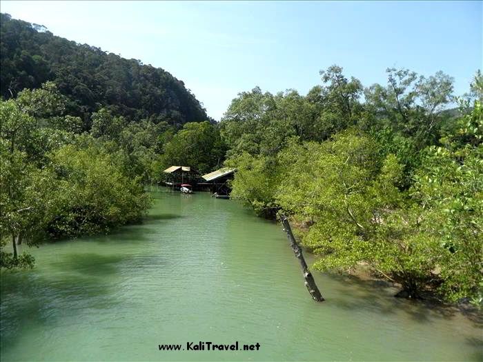 bako_national_park_mangroves_sarawak_borneo