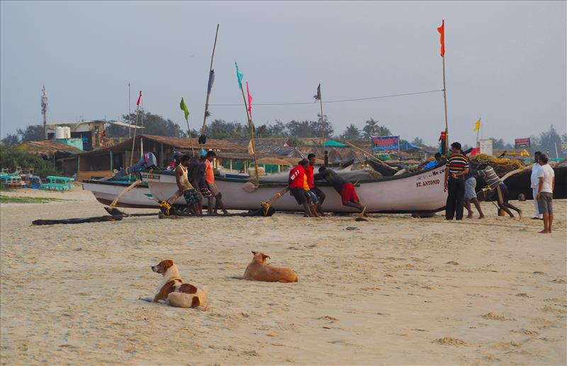 benaulim-beach-hauling-fishing-boat-goa-india