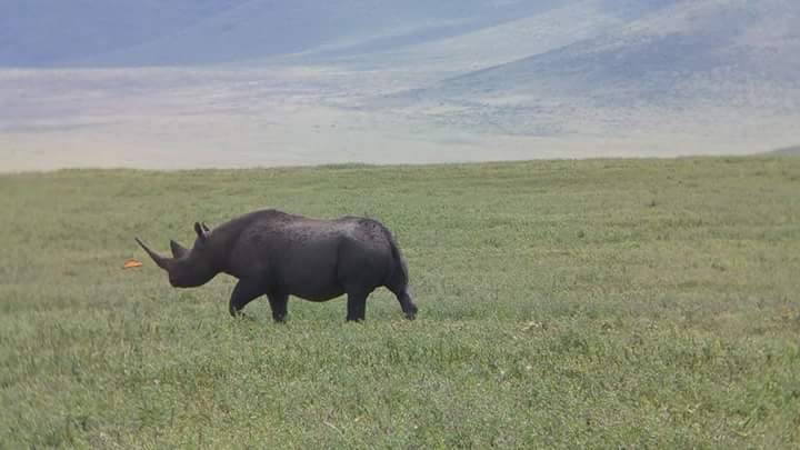 black_rhino_tanzania_wildlife_safari_africa