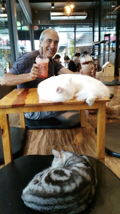 Juan with 2 kitties in Chiang Rai cat café.