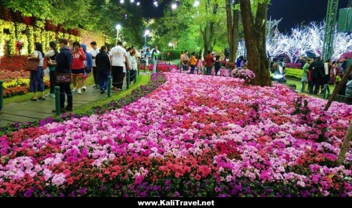 Flowerbeds at Chiang Rai flower festival in Thailand.