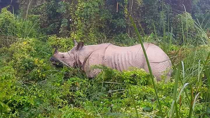 chitwan-national-park-nepal-rhino