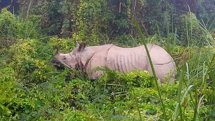 White one-horned rhino at Chitwan National Park, Nepal.