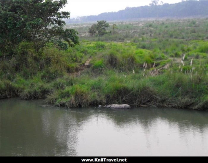Rhino bathing in the river at Chitwan National Park.