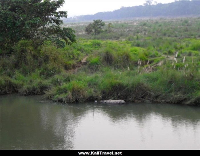 chitwan-national-park-rhino-nepal