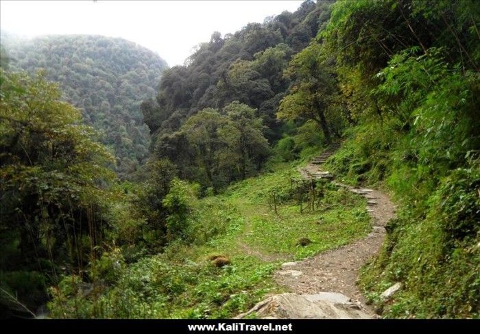 bosque de nubes-poon-hill-trek-nepal
