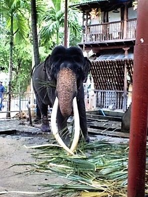 Tusker elephant at Gangaramaya Temple in Colombo.