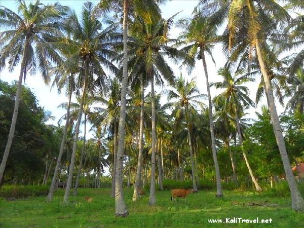 cows_coconut_plantation_gili_meno