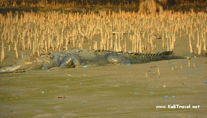 crocodile_santubong_sarawak_borneo