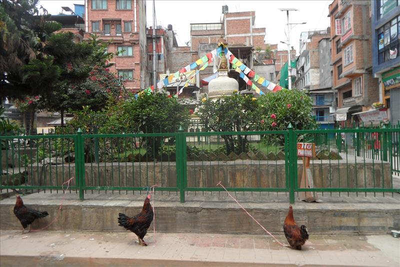 dashain-festival-cockrels-thamel-kathmandu-nepal