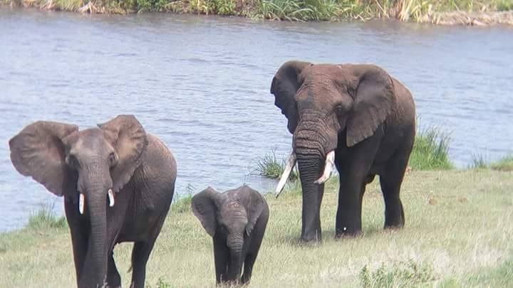 elephant_baby_kilimanjaro_tanzania_safari_africa