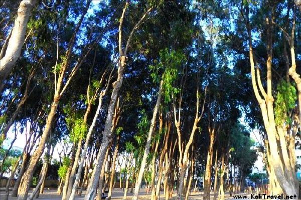 eucalyptus_park_albir_alicante_spain