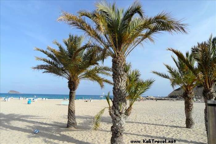 finestrat_beach_palms_costa_blanca_spain