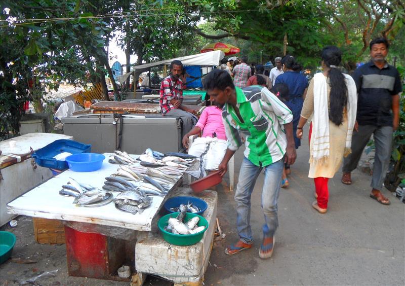 fish-stalls-waterfront-kochi-kerala-india