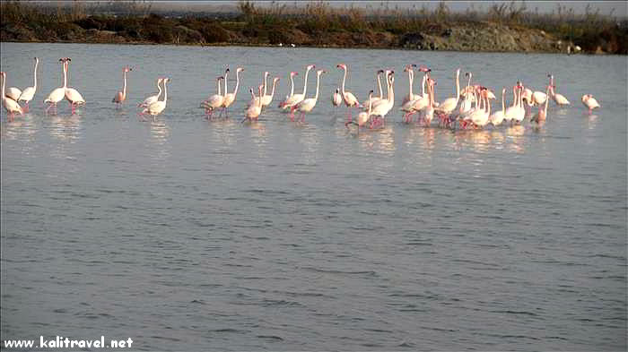 flamingos_saltlake_torrevieja_costa_blanca_spain