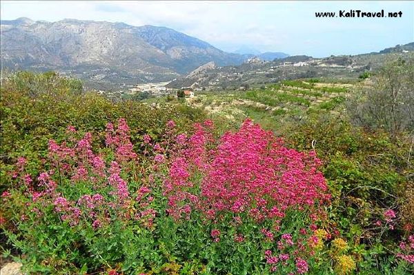 guadalest_valley_wildflowers_spring_costa_blanca_spain