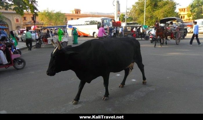jaipur-cow-walking-down-main-road-india