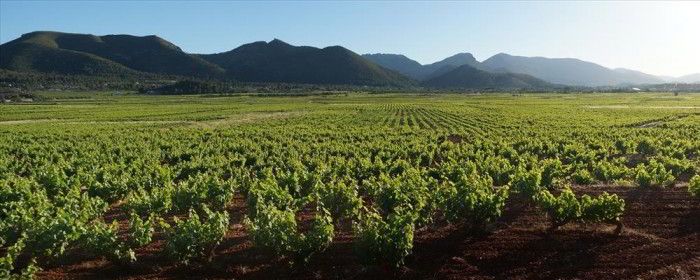 jalon_valley_vineyards_karma_properties_spain