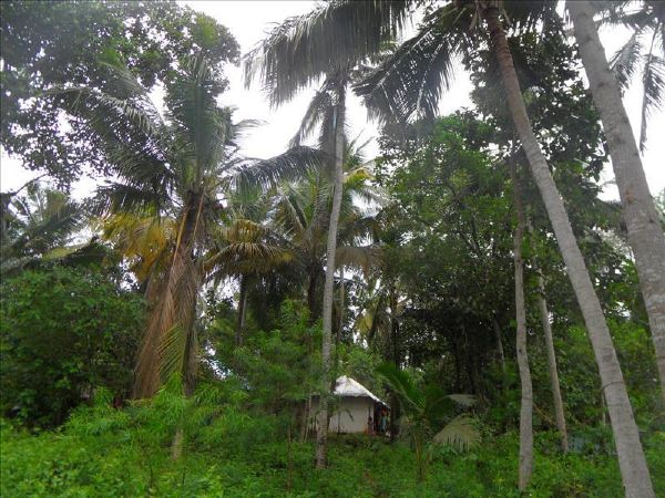 kovalam-village-house-near-lagoon-kerala-india