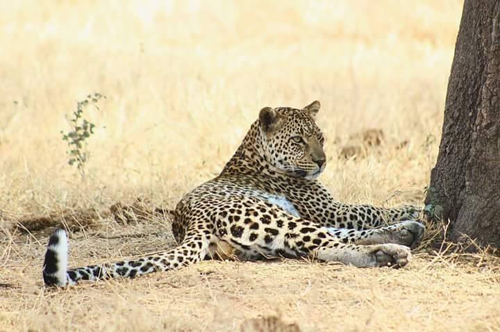 leopard_tanzania_safari_kilimanjaro_africa