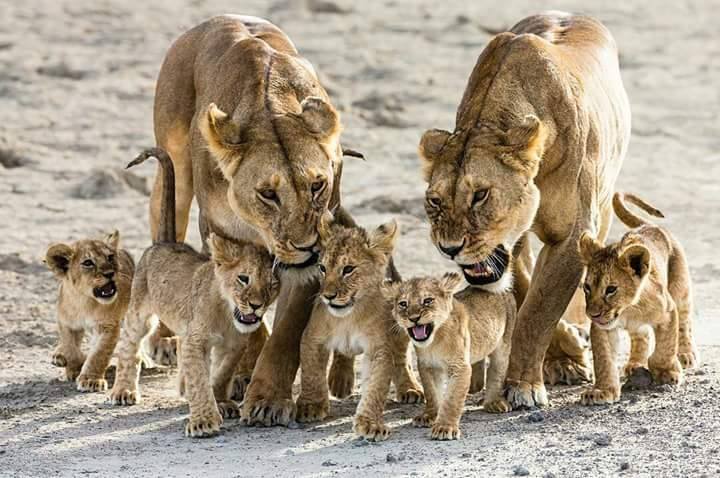 lion_cubs_tanzania_kilimanjaro_safari_africa
