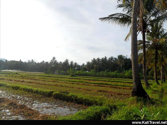 lombok_rice_fields