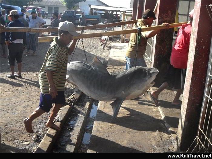 Men carrying a large shark on a wooden pole at the fish market.