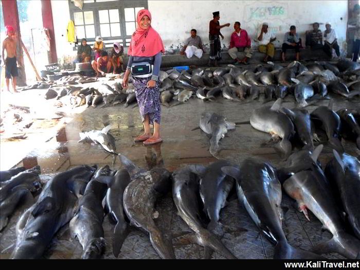 Lombok lady with sharks on the floor of in the fish market.