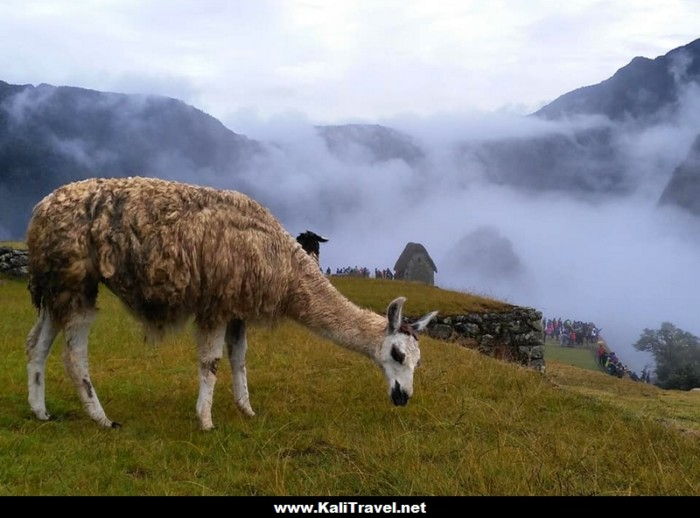 machu_picchu_llama_peru