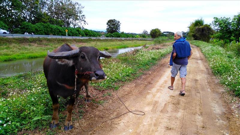 mae-faek-rural-chiang-mai-thailand-canal-water-buffalo