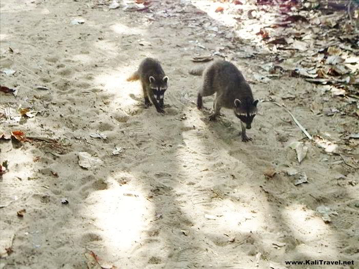 Manuel Antonio, National Park, Costa Rica