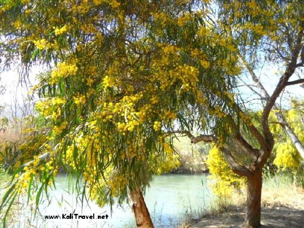 Yellow blossom on Mimosa trees in a river valley.