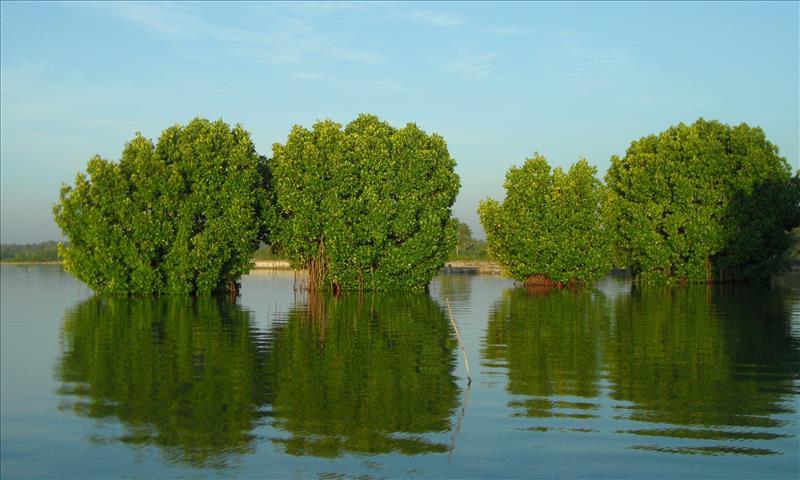 munroe-island-mangroves-kerala-backwaters-india
