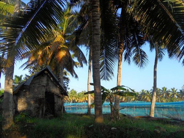 munroe-island-prawn-farm-kerala-backwaters-india