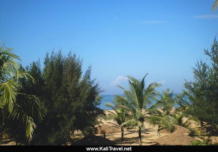 Palms trees on the sands of Negombo beach.