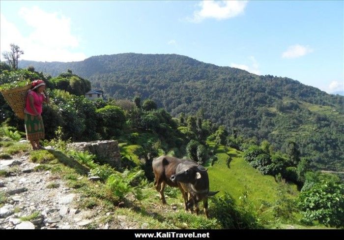 nepal-hill-village-tolka-buffalo-annapurna
