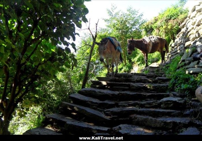 nepal-ulleri-hill-mules
