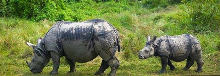 nepal_chitwan_national_park_rhinos_nepal_ghorepani_trek