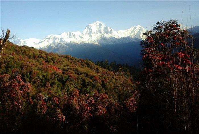nepal_ghorepani_trekking_forest_mountains