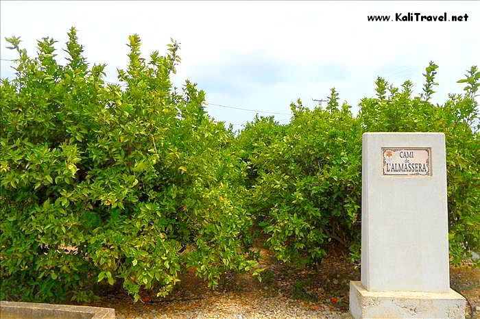 orchards_alfaz_del_pi_alicante_spain