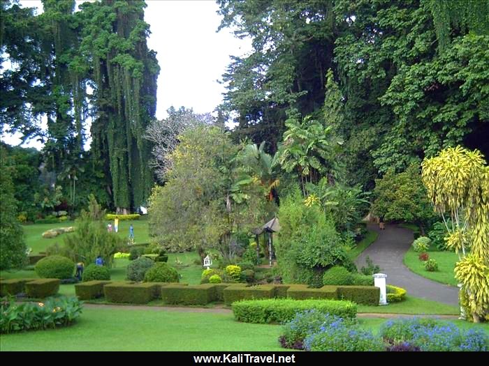 Shrubs and trees in Peradeniya Botanical Gardens in Kandy.