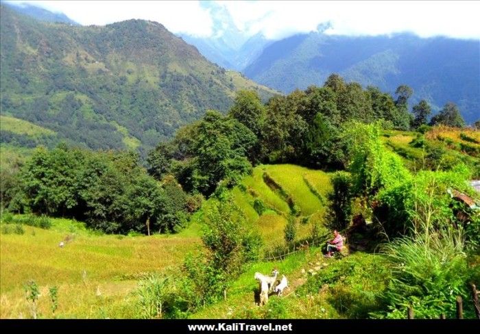 poon-hill-trek-nepal-tadapani-to-ghandruk