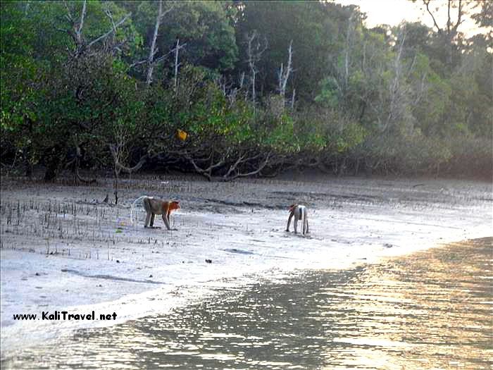 proboscis_ monkeys_mangrove_swamp_santubong_river_sarawak_borneo