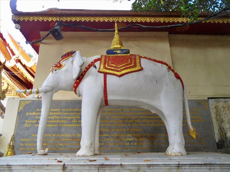 The sacred white elephant at Wat Doi Suthep Temple.