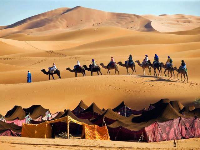 Camel train by a desert camp in the Sahara.