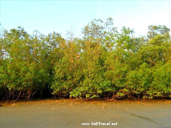 santubong_mangrove_swamp_proboscis_monkeys, sarawak_borneo